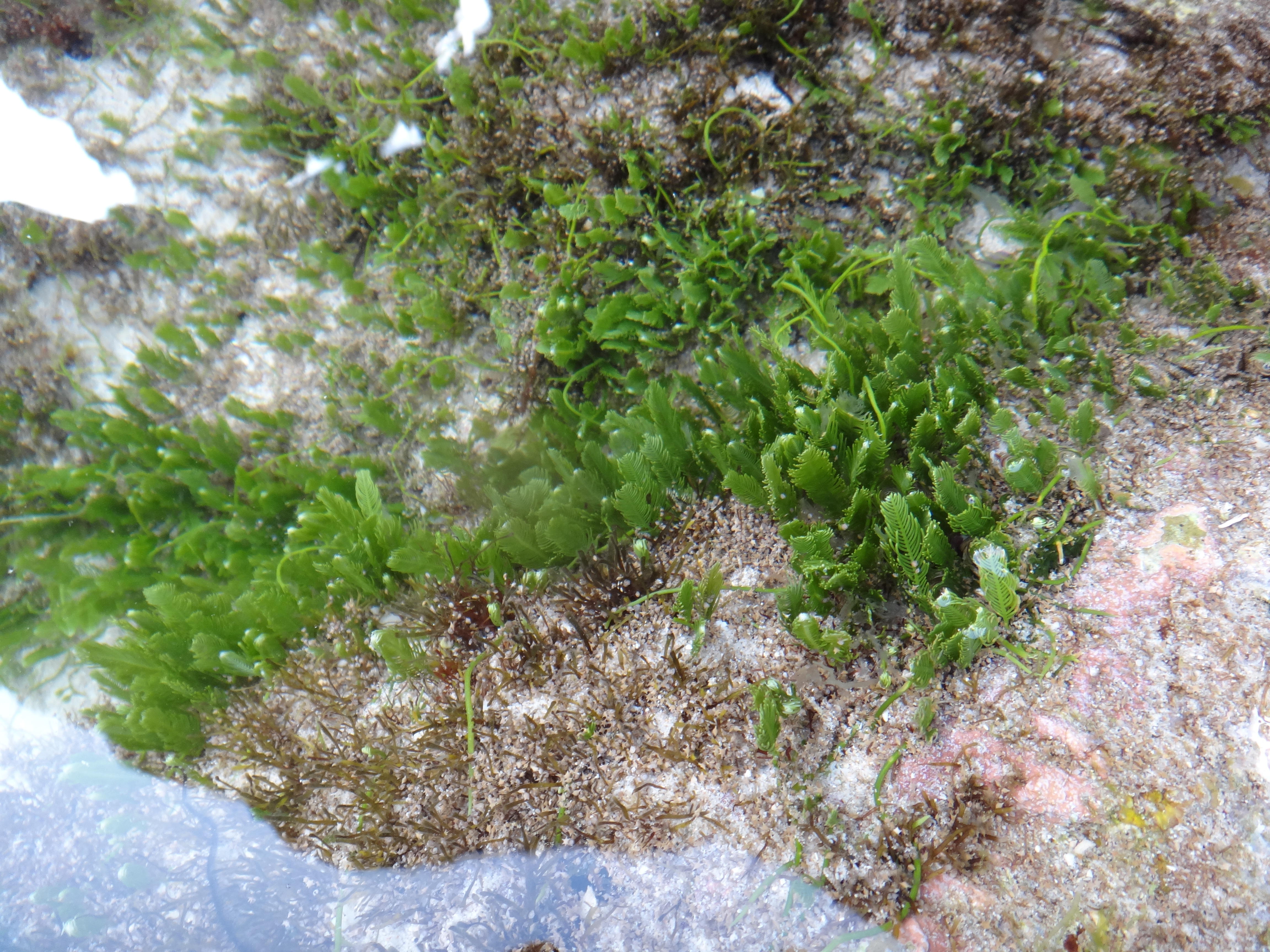 針葉蕨藻