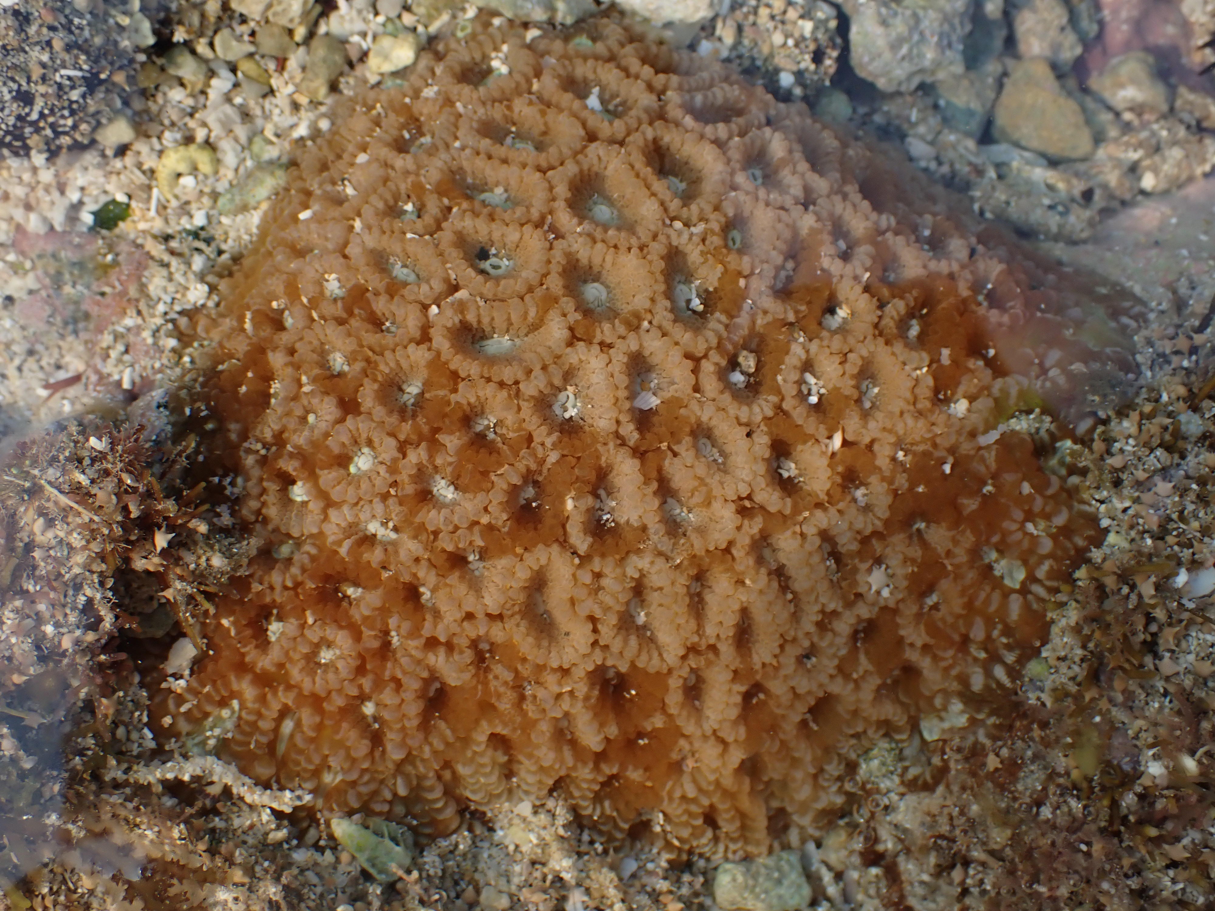 盤星珊瑚