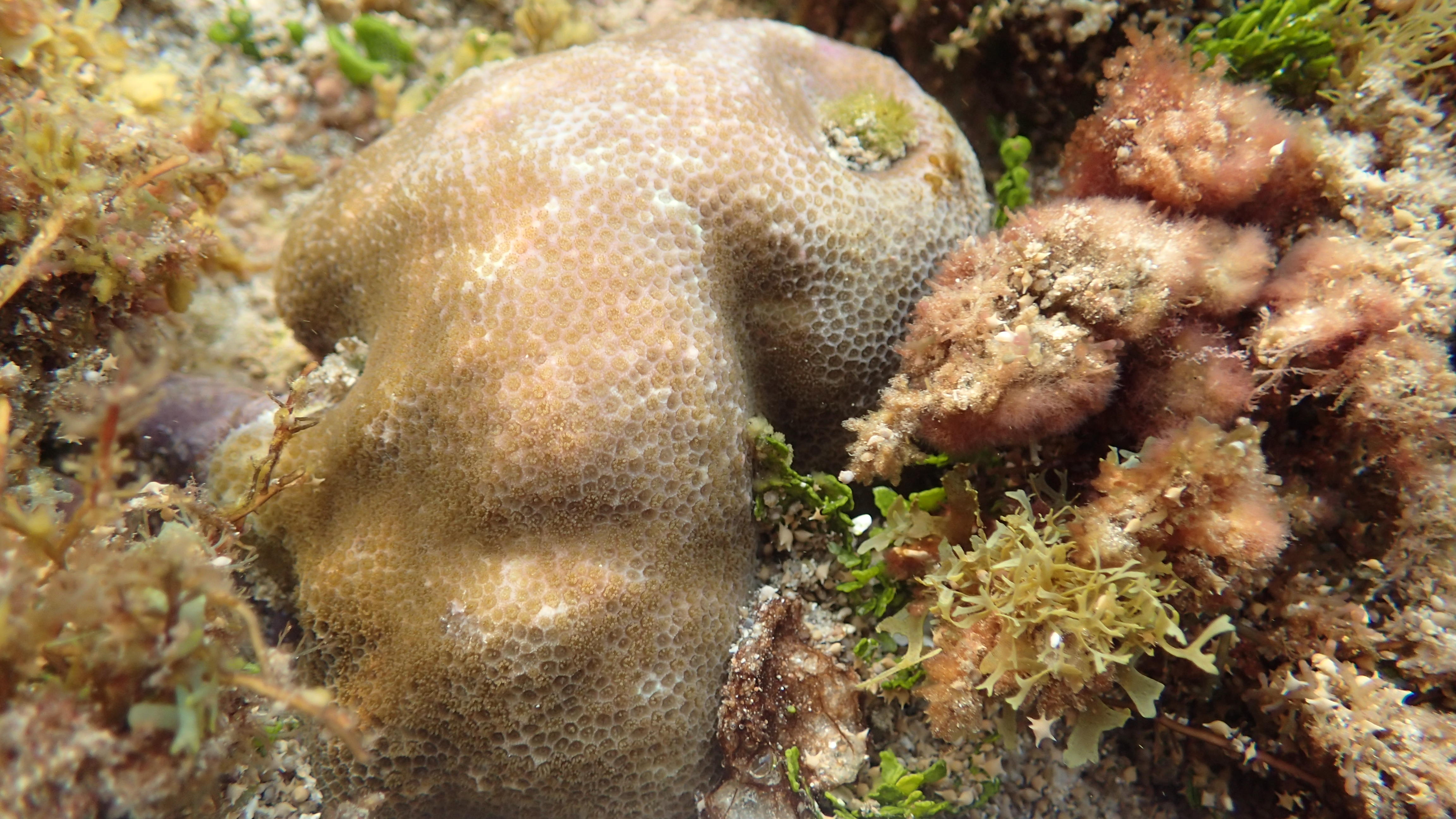 堅實微孔珊瑚