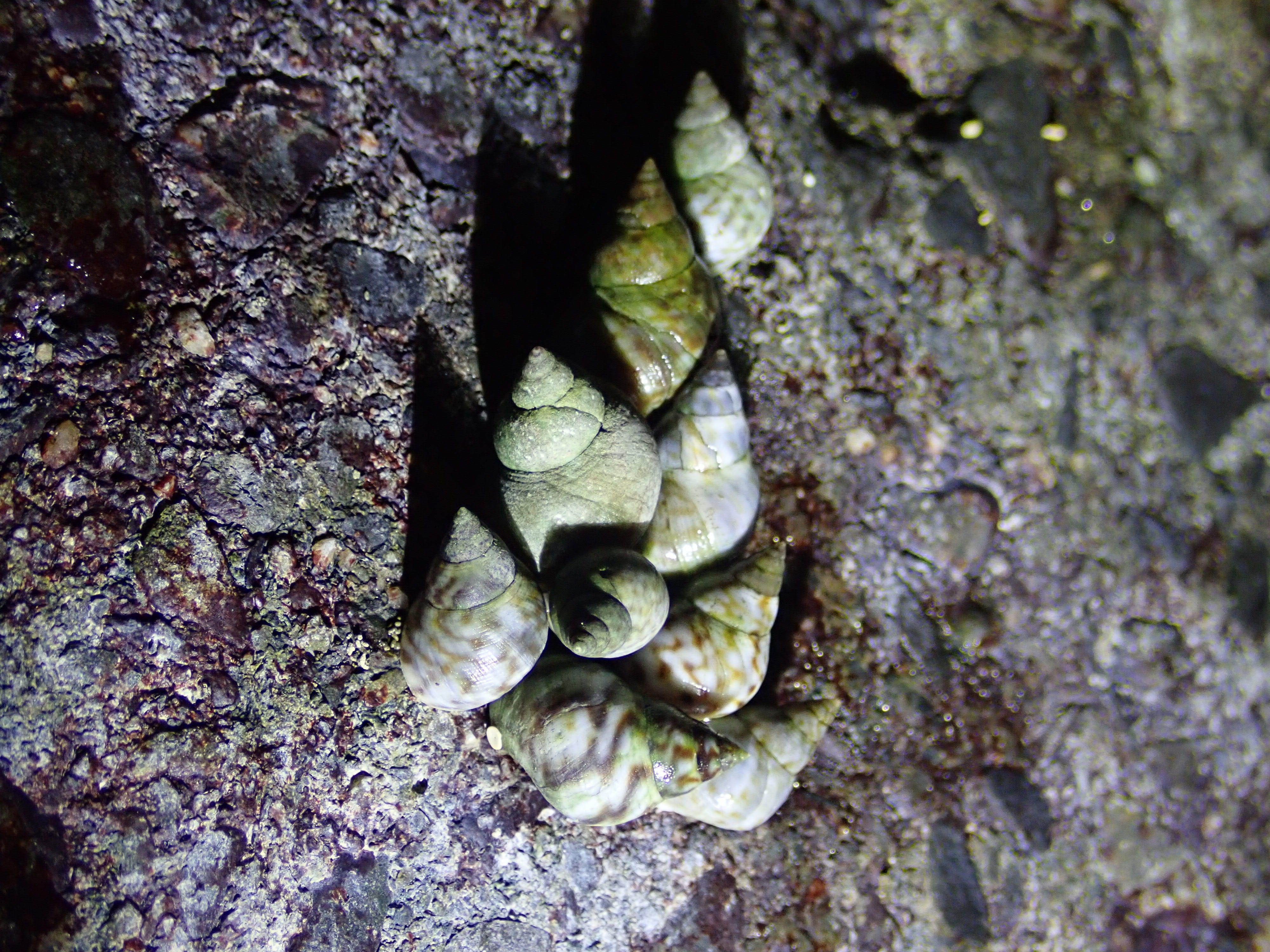 波紋玉黍螺