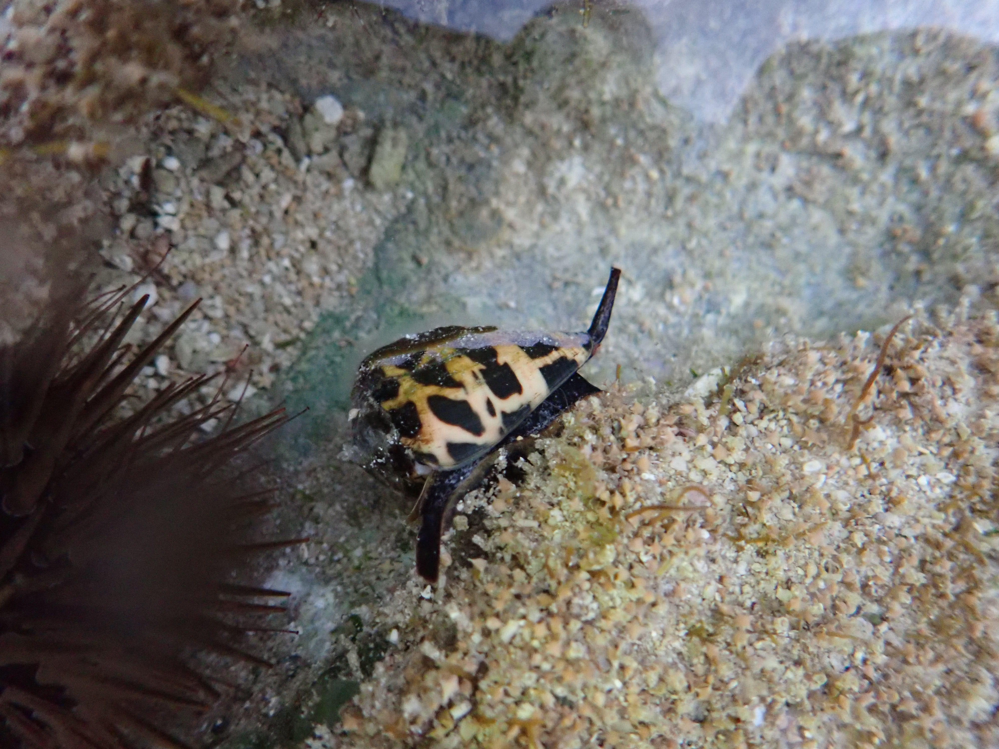 斑芋螺