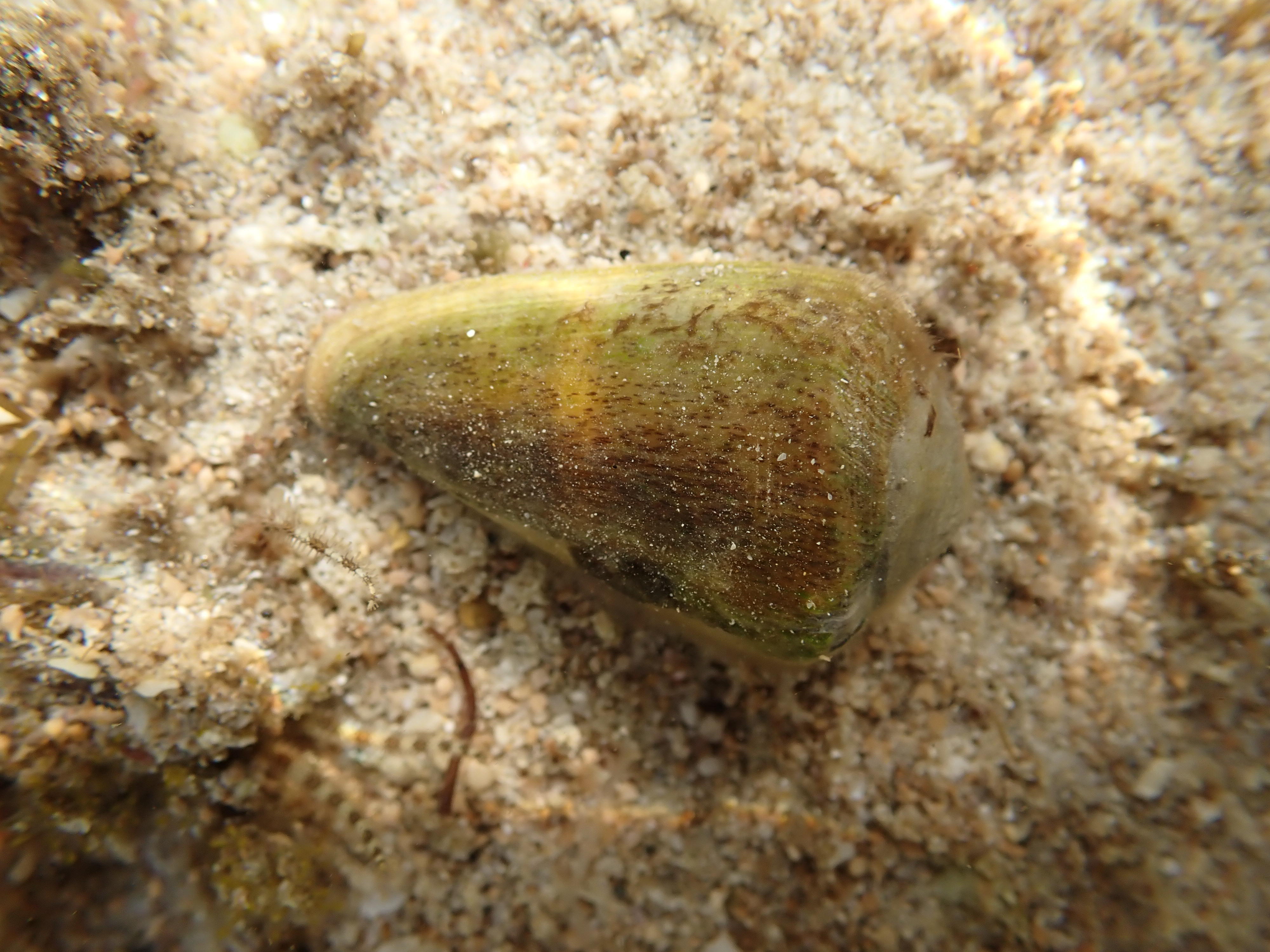 紫霞芋螺