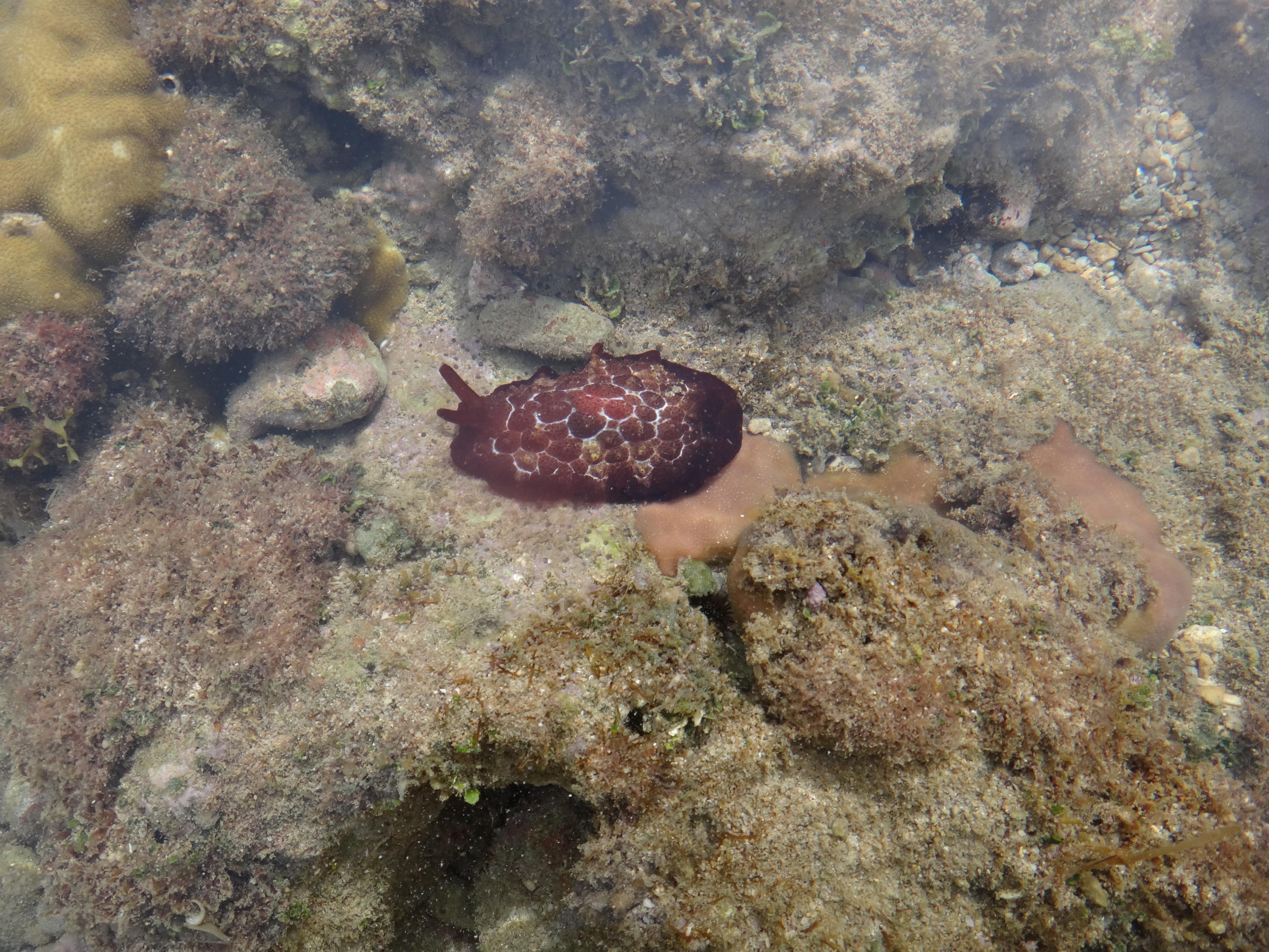 福斯卡側鰓海蛞蝓