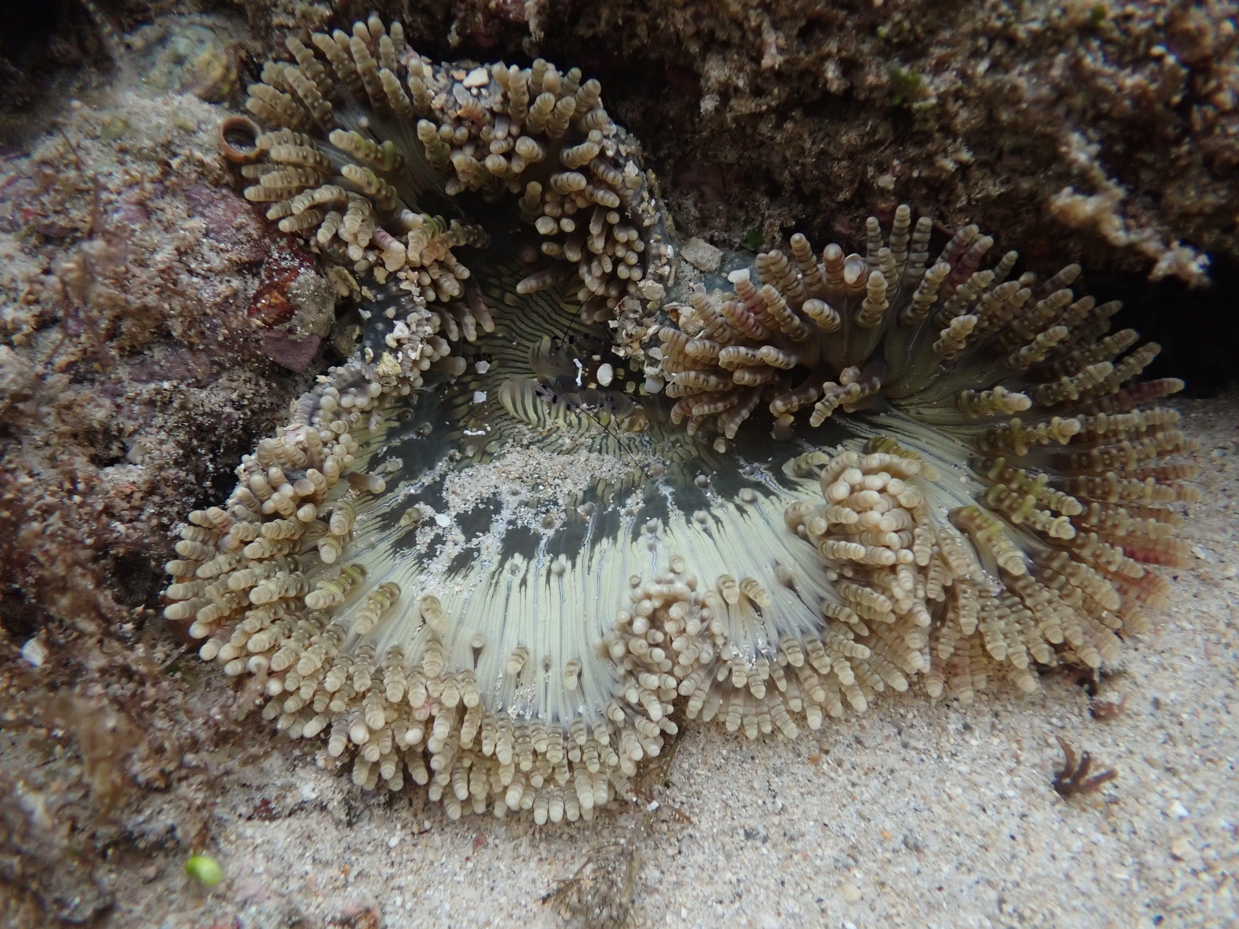 短腕岩蝦