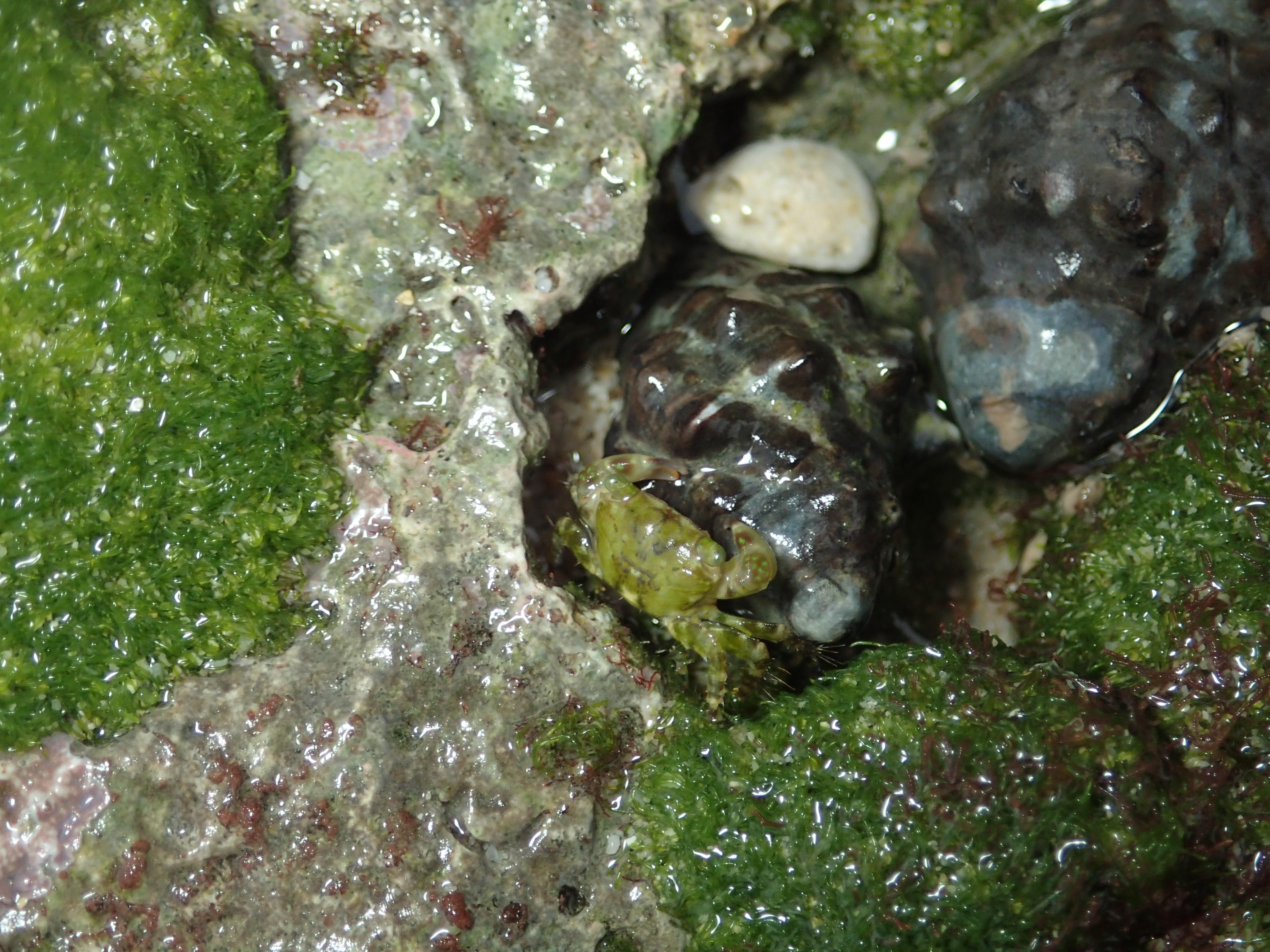 小厚紋蟹