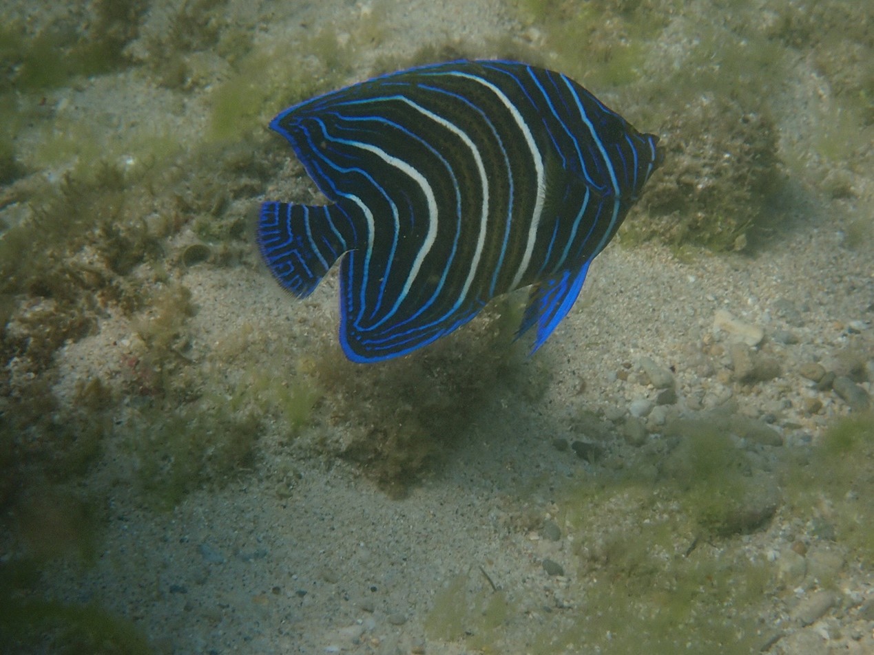 疊波蓋刺魚