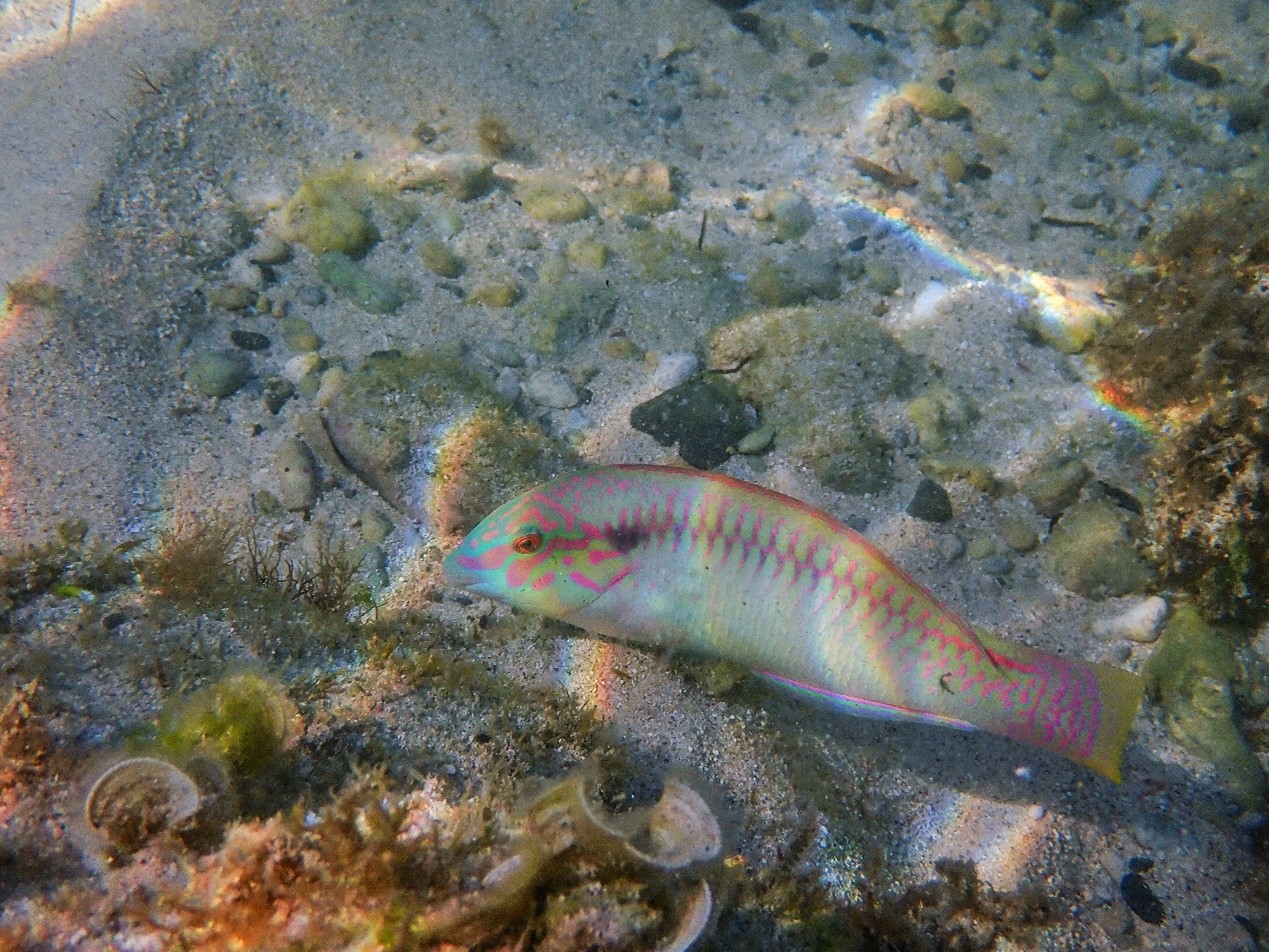頸帶海豬魚